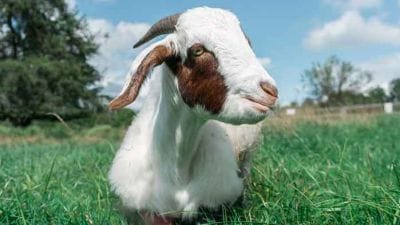Jika 20 Ekor Kambing Mampu Menghabiskan Rumput Sebanyak 4 Lapangan Selama 8 Hari