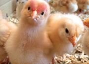 Duluan Ayam atau Telur? Ini Jawabannya Menurut Ilmu dan Agama 9 Duluan Ayam atau Telur? Ini Jawabannya Menurut Ilmu dan Agama