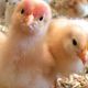 Cara Memisahkan Anak Ayam dari induknya dan Merawatnya