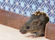 Tikus Mengganggu Kenyamanan? Usir Saja dengan Bahan Rumahan Ini! 6 Tikus Mengganggu Kenyamanan? Usir Saja dengan Bahan Rumahan Ini!