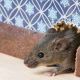 13 Cara mengusir tikus di rumah