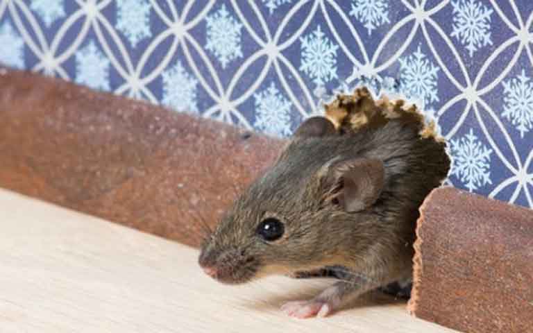 13 Cara mengusir tikus di rumah