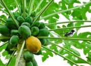 Manfaat dan Efek Samping Daun Pepaya Untuk Murai Batu 2 Manfaat dan Efek Samping Daun Pepaya Untuk Murai Batu
