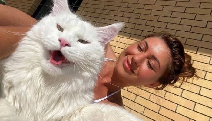 10 Jenis Kucing Termahal di Dunia 1 10 Jenis Kucing Termahal di Dunia