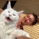 Harga Kucing Maine Coon dan Ciri-Ciri Kucing Sehat Untuk di Beli