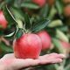 Manfaat Apel Hijau bagi Kesehatan: Mengapa Buah Ini Harus Masuk dalam Diet Sehat Anda