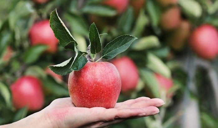 Manfaat Apel Hijau bagi Kesehatan: Mengapa Buah Ini Harus Masuk dalam Diet Sehat Anda
