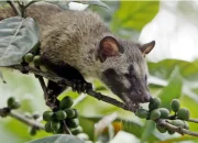 Kopi Luwak: Kekayaan Rasa dan Kontroversi 7 Kopi Luwak: Kekayaan Rasa dan Kontroversi