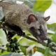 Kopi Luwak: Kekayaan Rasa dan Kontroversi