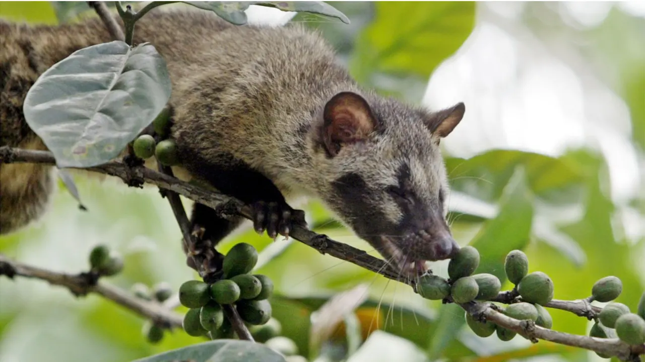 Kopi Luwak: Kekayaan Rasa dan Kontroversi