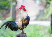 Daur Hidup Ayam dari Telur Hingga Tua dan Mati