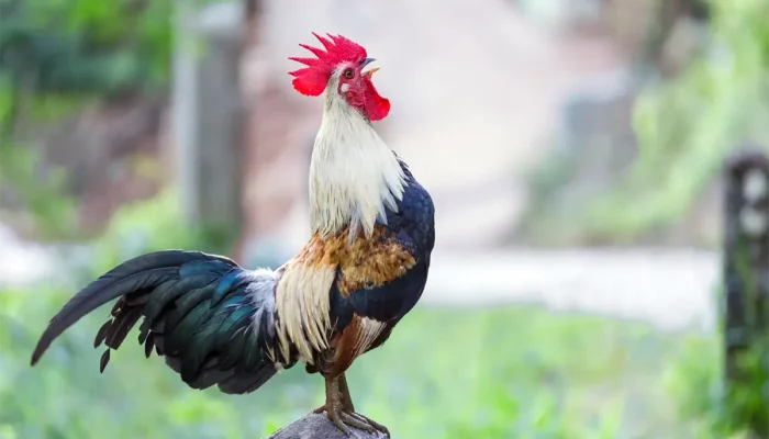 Misteri Ayam Berkokok Malam Hari: Islam, Primbon Jawa, dan Penjelasan Ilmiah