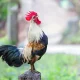 Daur Hidup Ayam dari Telur Hingga Tua dan Mati